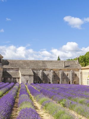 Abbey,Of,Senanque,And,Blooming,Rows,Lavender,Flowers.,Panoramic,View.
